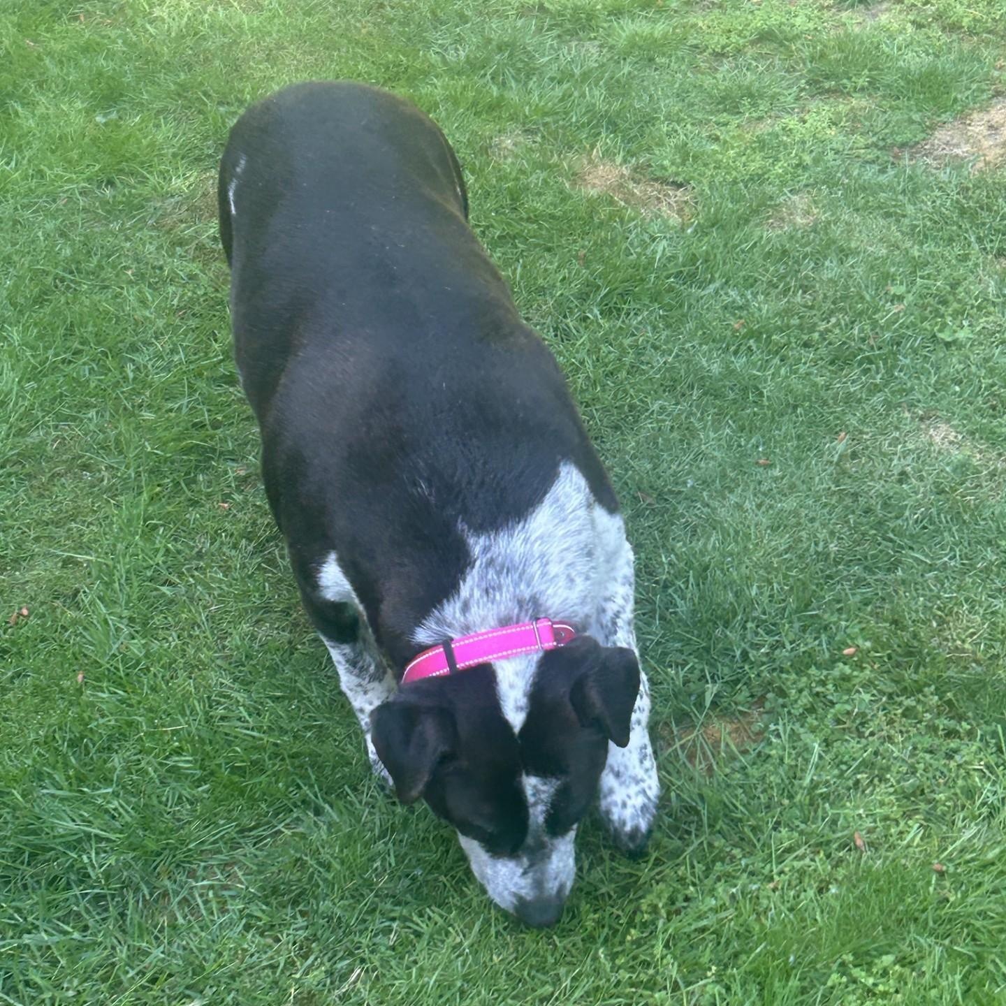 Enlarge Sandal - a sweet pup - Foster Needed ASAP, a Adoptable mixed breed in Seattle, WA image 4/4