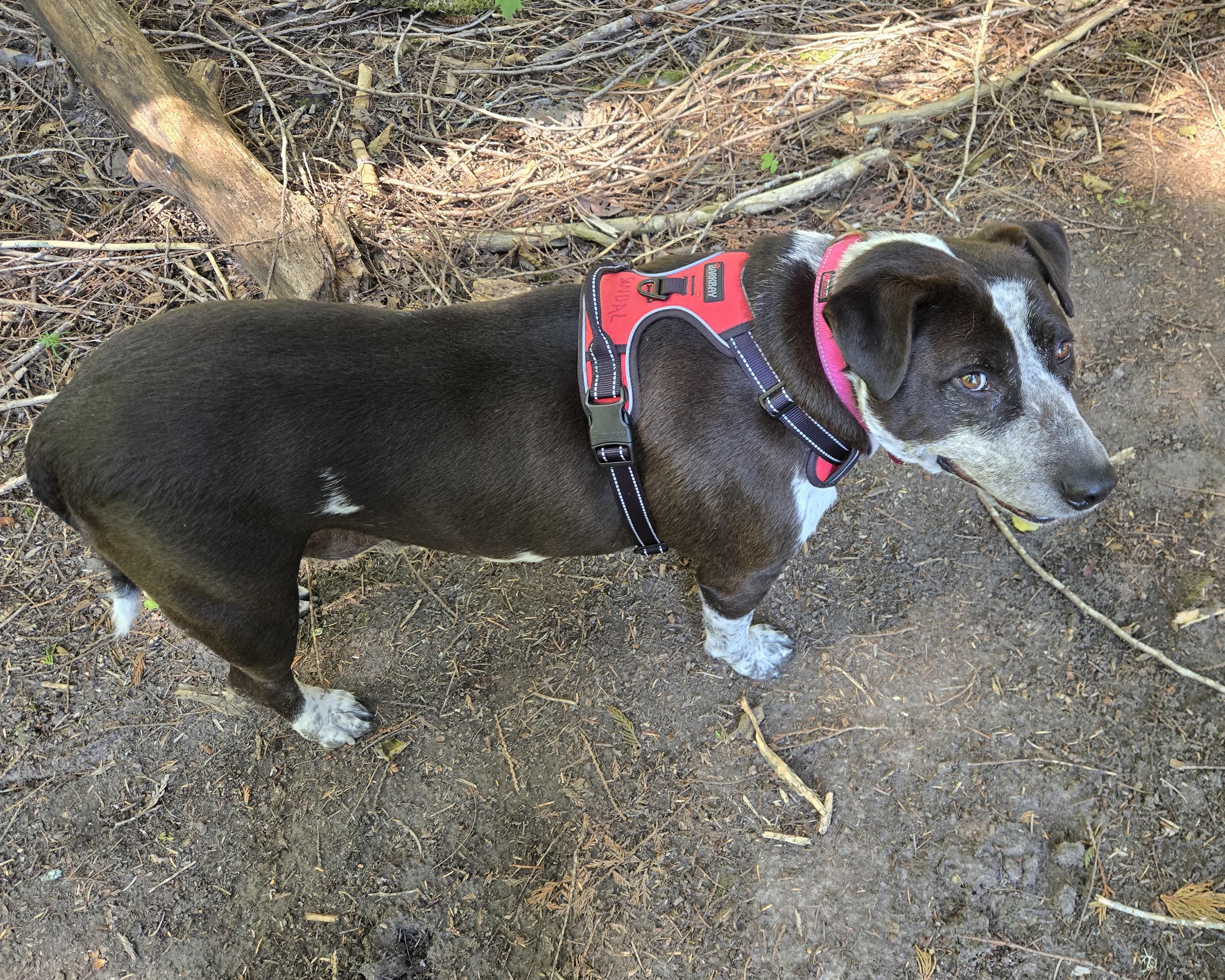 Sandal - a sweet pup - Foster Needed ASAP, a Adoptable mixed breed in Seattle, WA image 4/6