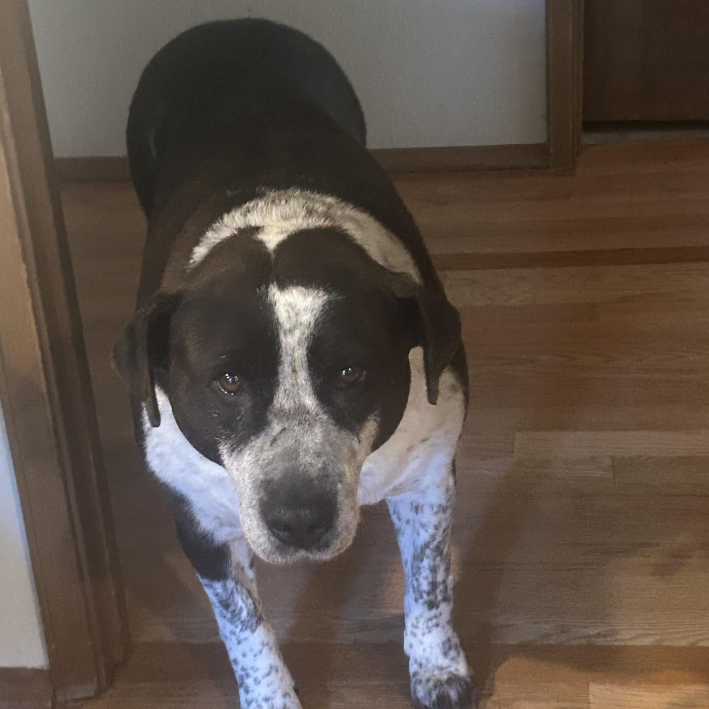 Enlarge Sandal - a sweet pup - Foster Needed ASAP, a Adoptable mixed breed in Seattle, WA image 2/4