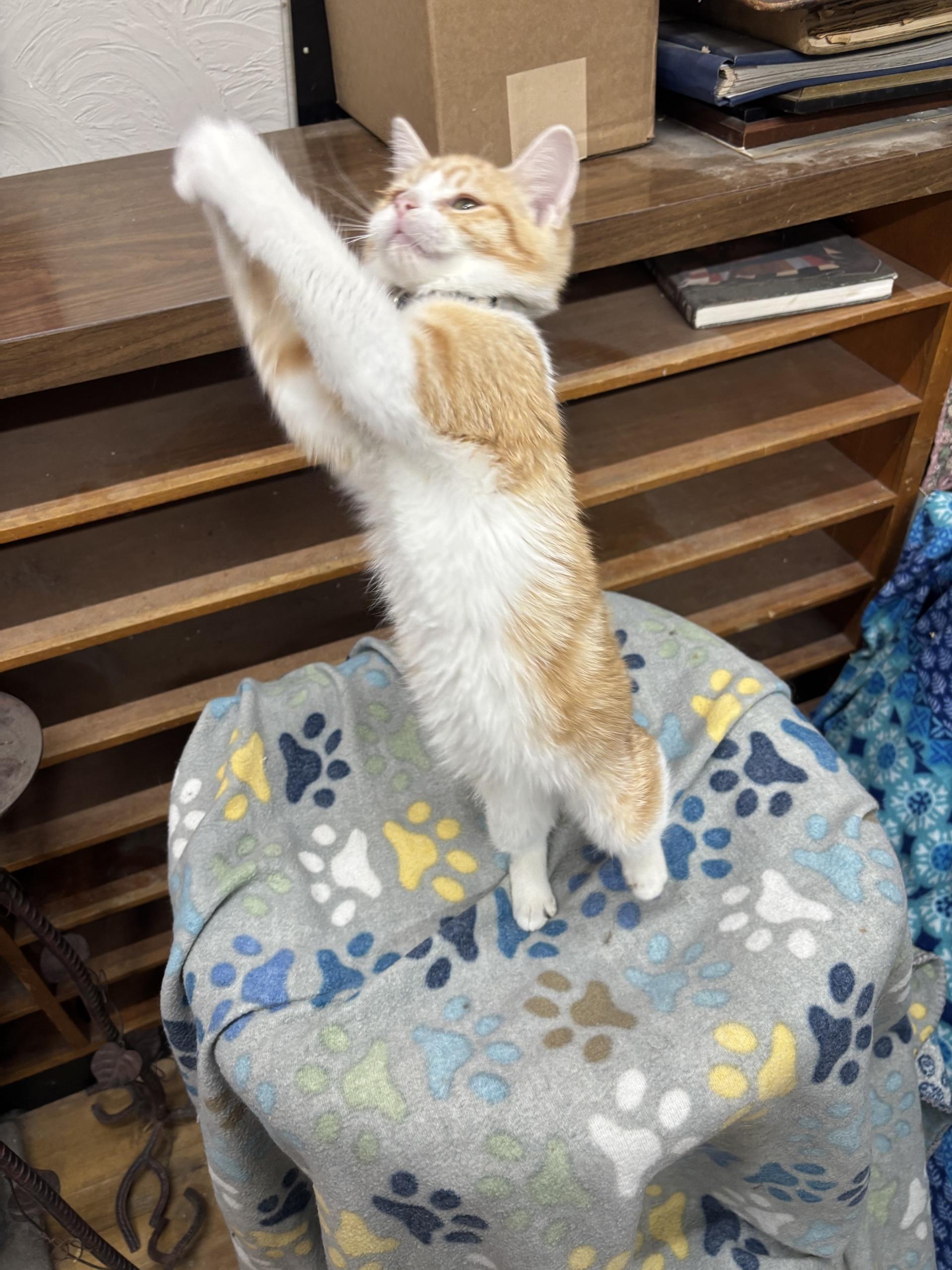 Enlarge Autumn Moon, an adoptable Tabby in Coldwater, MI image 2/4