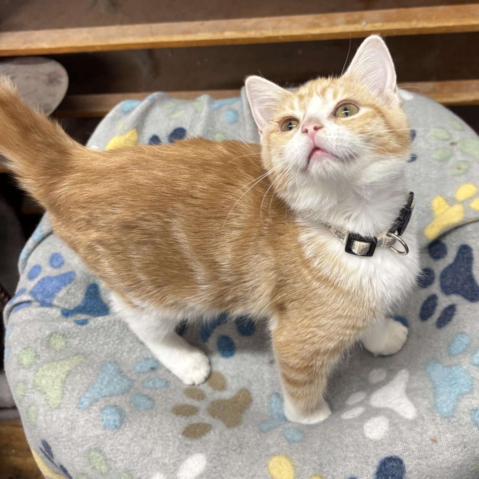 Autumn Moon, adoptable, Kitten Female Tabby.