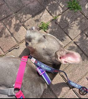 Enlarge Tyla, supr friendly family beauty!, a ADOPTABLE mixed breed in Bonney Lake, WA image 1/5