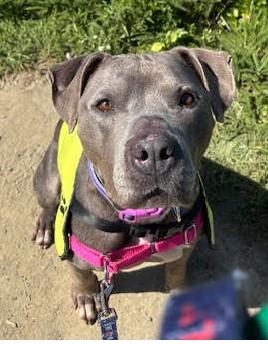 Enlarge Tyla, supr friendly family beauty!, a ADOPTABLE mixed breed in Bonney Lake, WA image 3/5