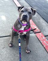 Tyla, supr friendly family beauty!, ADOPTABLE, Adult Female American Staffordshire Terrier & American Bulldog.