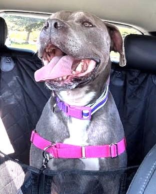 Enlarge Tyla, supr friendly family beauty!, a ADOPTABLE mixed breed in Bonney Lake, WA image 4/5