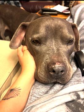 Enlarge Tyla, supr friendly family beauty!, a ADOPTABLE mixed breed in Bonney Lake, WA image 5/5