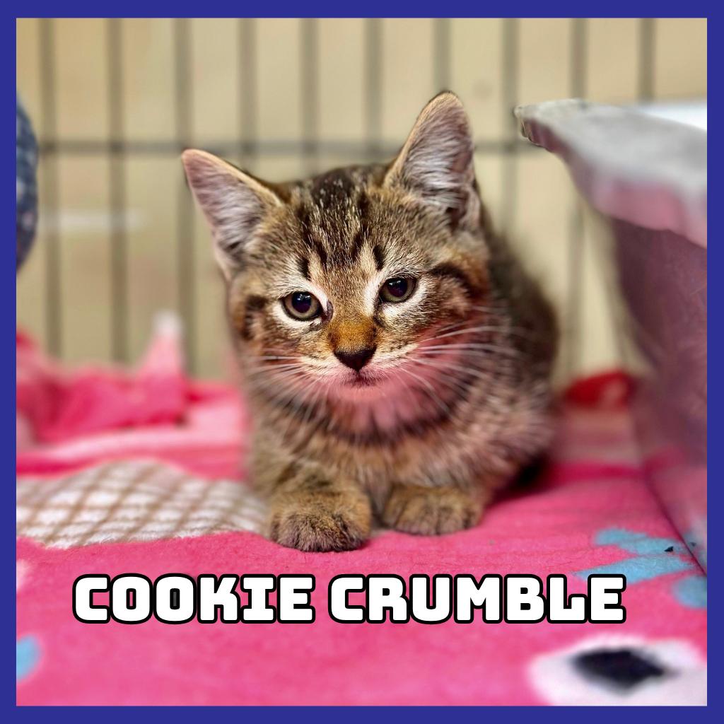 Enlarge Cookie-Crumble, a Adoptable Domestic Short Hair in Glenwood, MN image 1/2