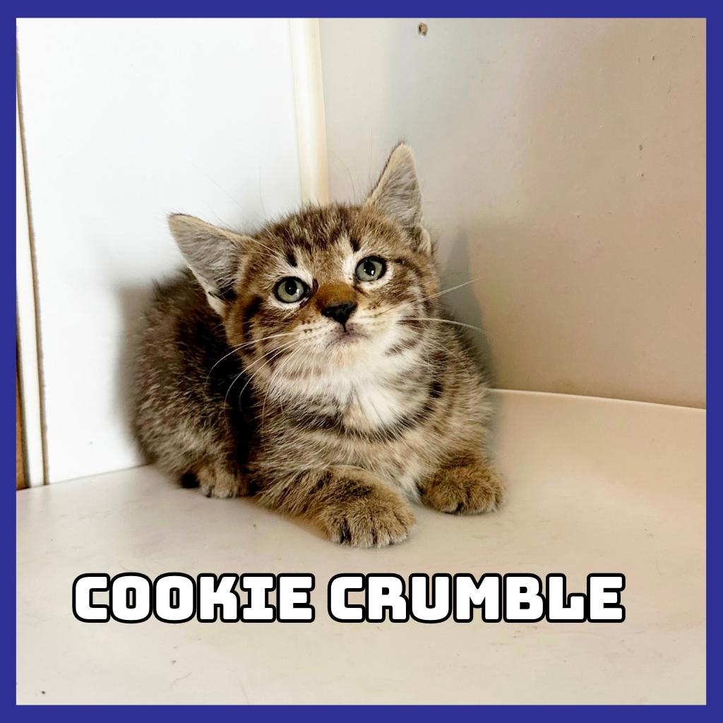 Enlarge Cookie-Crumble, a Adoptable Domestic Short Hair in Glenwood, MN image 2/2