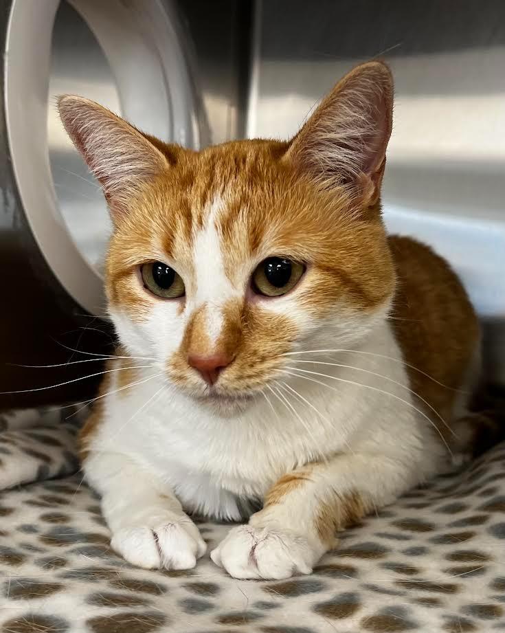 Enlarge Blaze, a Adopted mixed breed in Logan, UT image 1/1