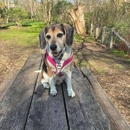 Tess, ADOPTABLE, Senior Female Beagle.