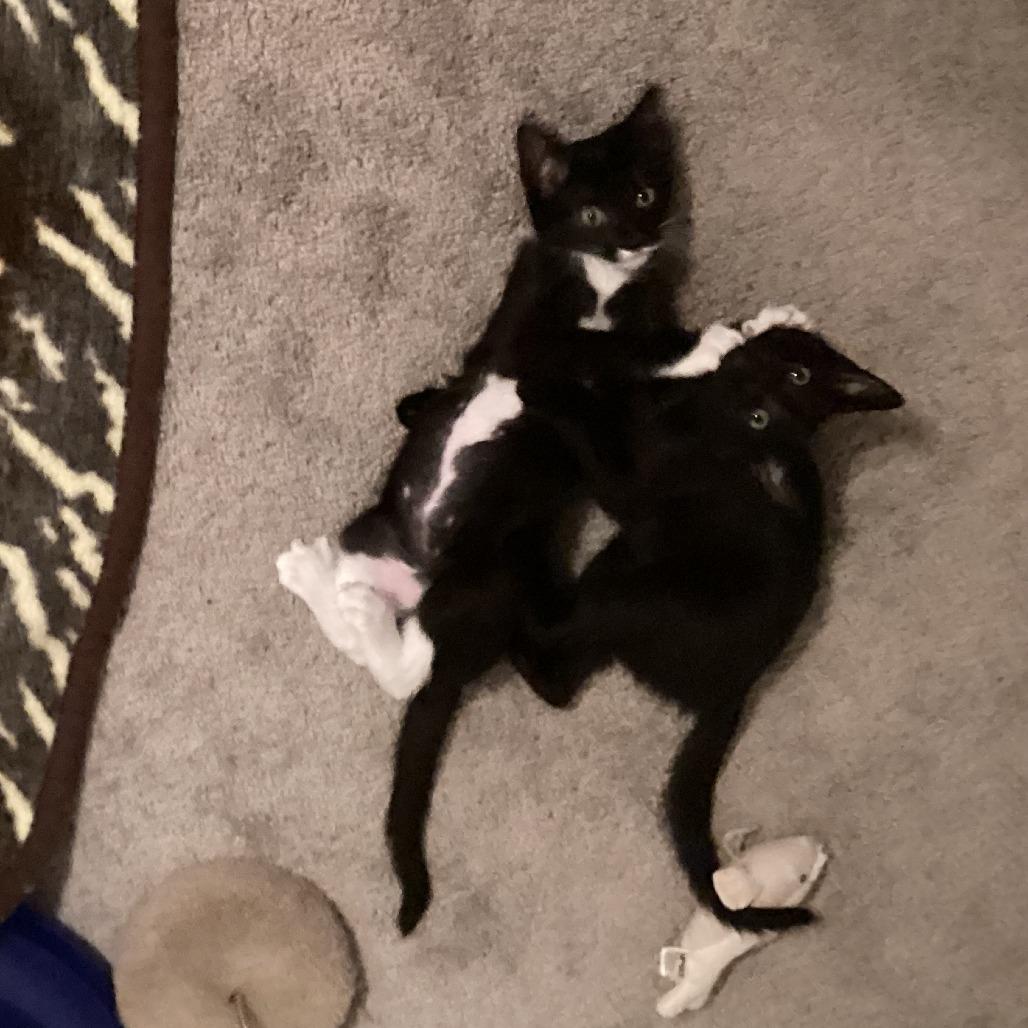 Ramona and Beezus, Baby Female Domestic Short Hair