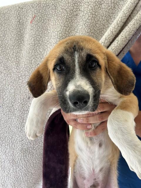 Enlarge WALMART, a Adoptable mixed breed in Cookeville, TN image 1/1