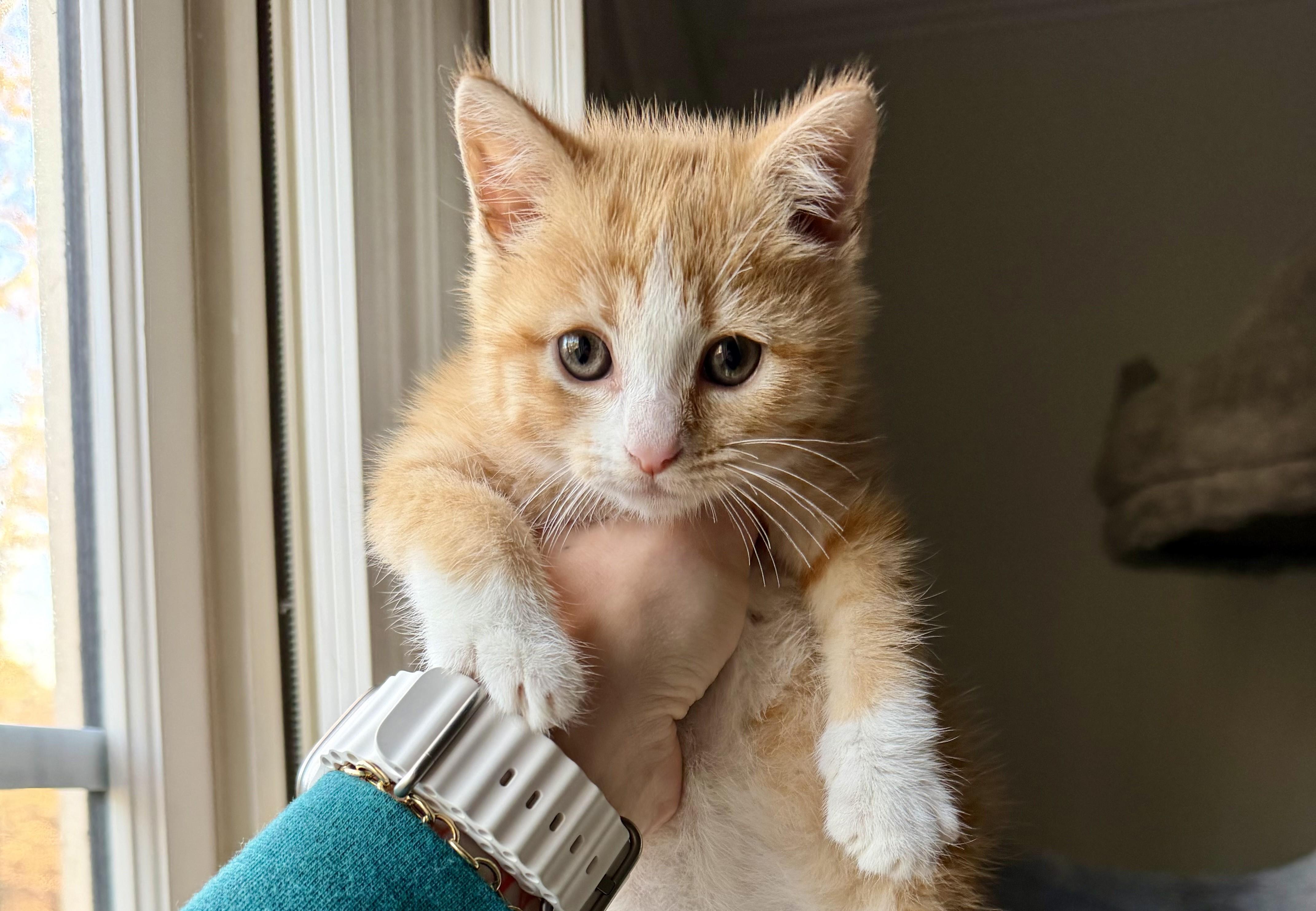 Mango, Adopted, Young Female Domestic Medium Hair.