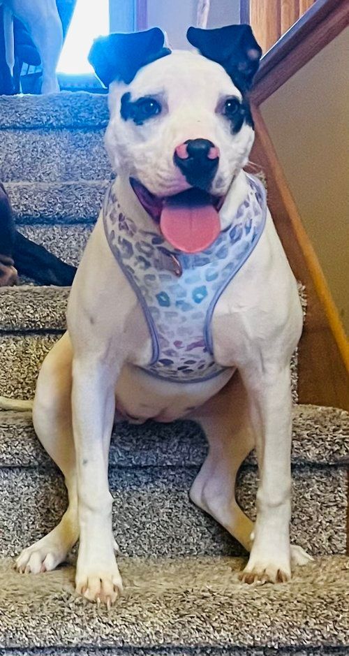 Daquari, a Adoptable mixed breed in Minneapolis, MN image 6/6