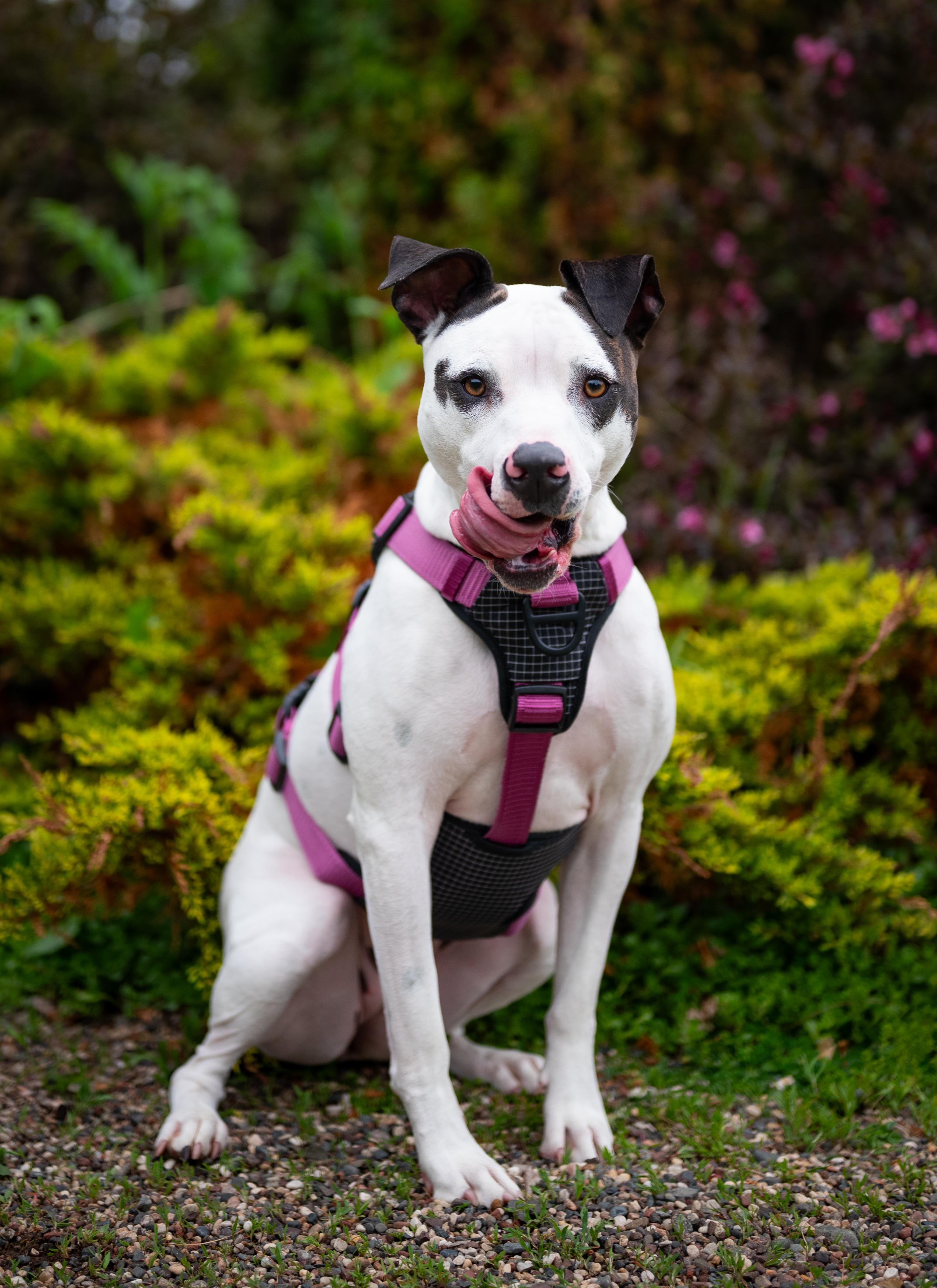 Daquari, Adoptable, Young Female Pit Bull Terrier.