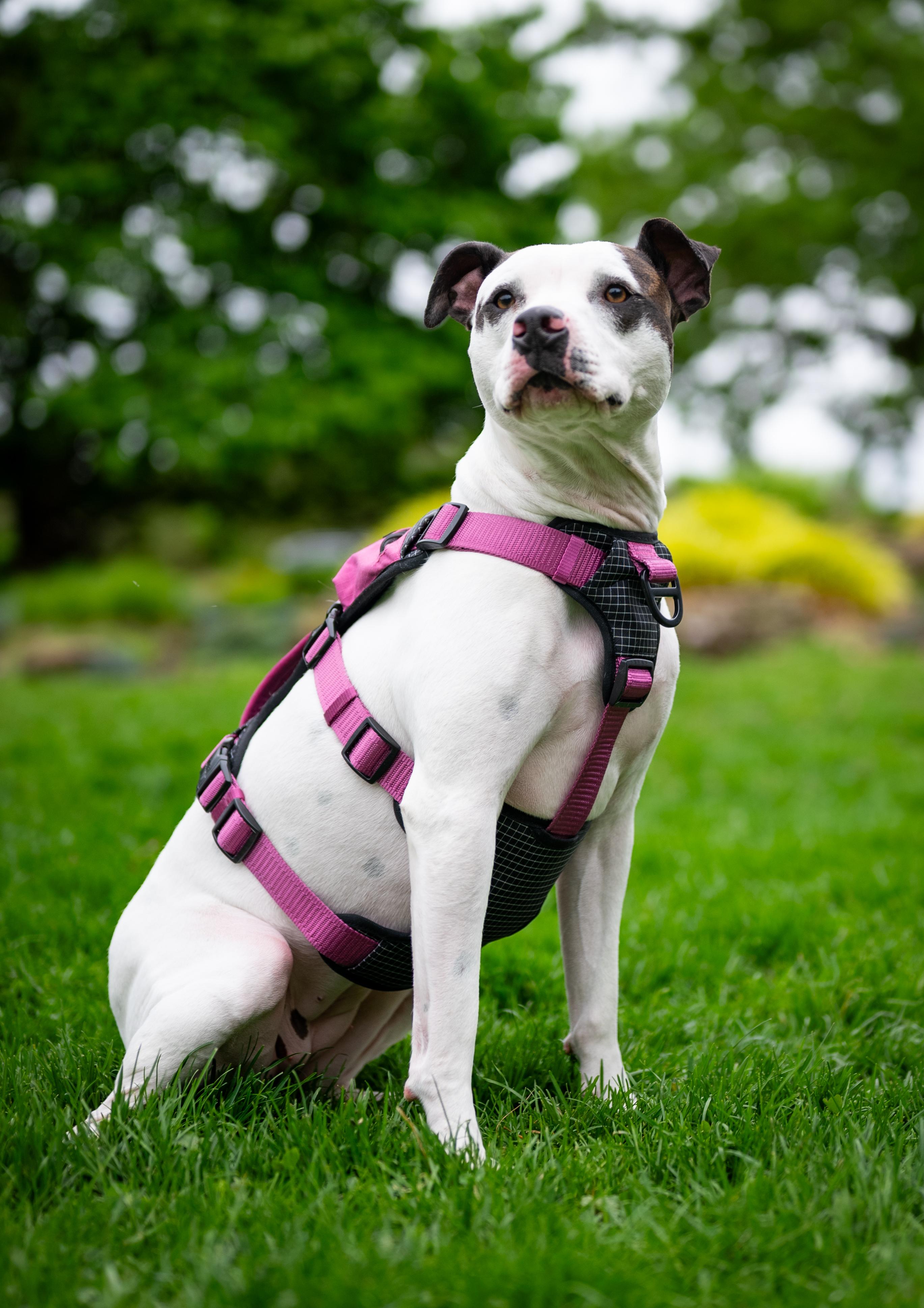 Daquari, a Adoptable mixed breed in Minneapolis, MN image 2/6