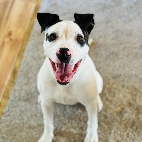 Daquari, a Adoptable mixed breed in Minneapolis, MN image 3/6