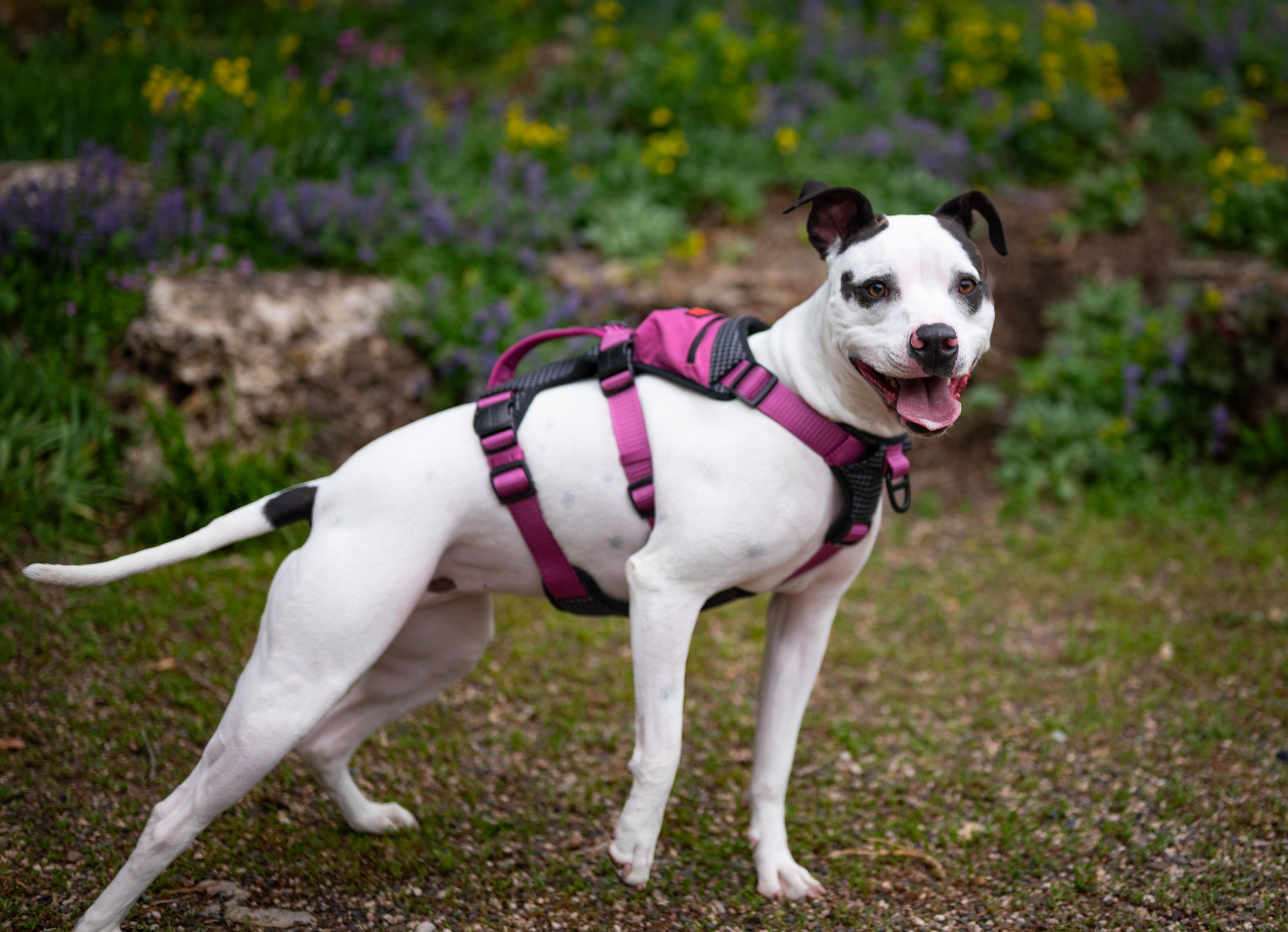 Daquari, a Adoptable mixed breed in Minneapolis, MN image 4/6