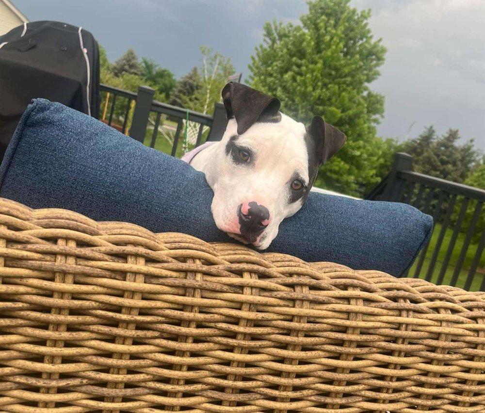 Daquari, a Adoptable mixed breed in Minneapolis, MN image 5/6