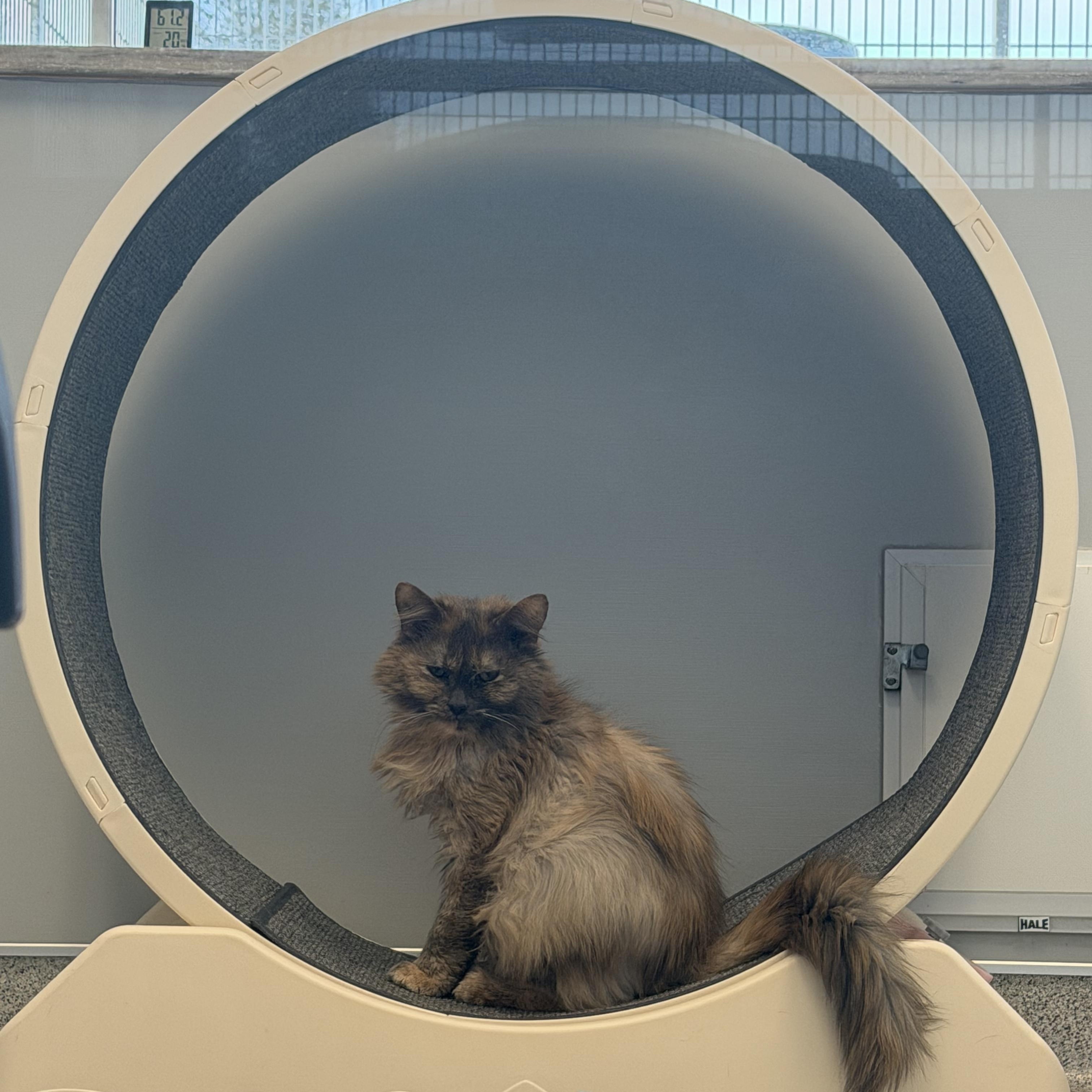 Enlarge Cindy, a ADOPTABLE Domestic Medium Hair in Cooperstown, NY image 3/4