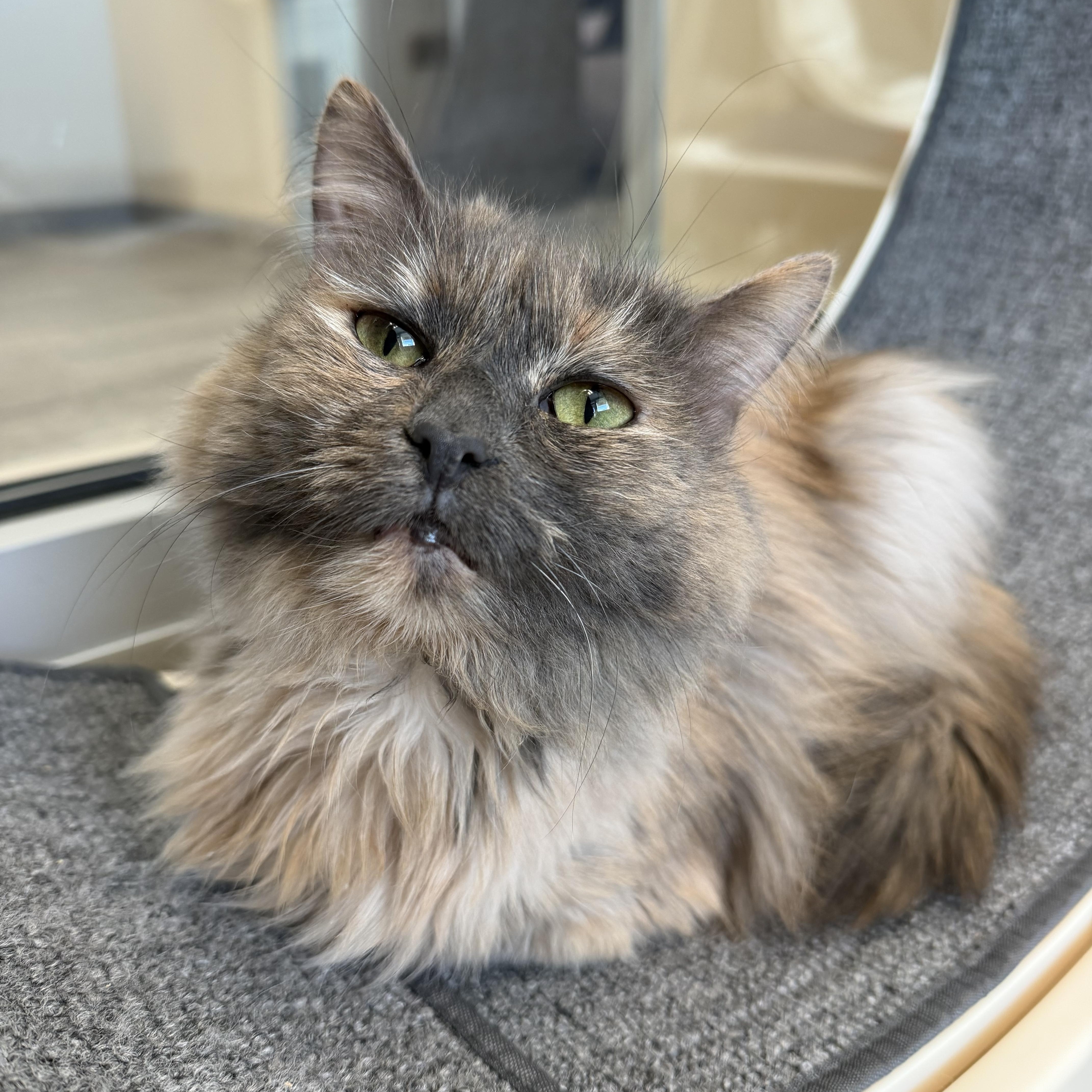 Cindy, ADOPTABLE, Senior Female Domestic Medium Hair.
