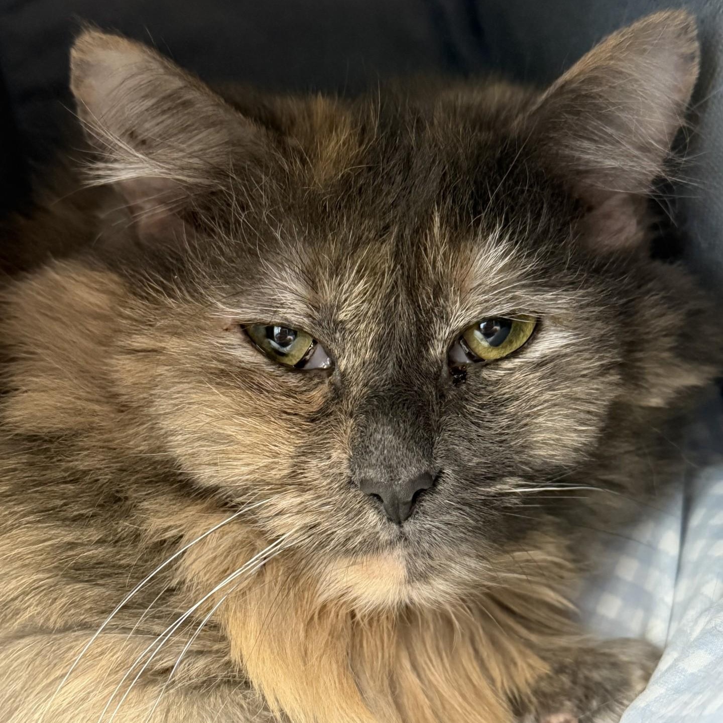 Enlarge Cindy, a ADOPTABLE Domestic Medium Hair in Cooperstown, NY image 2/4