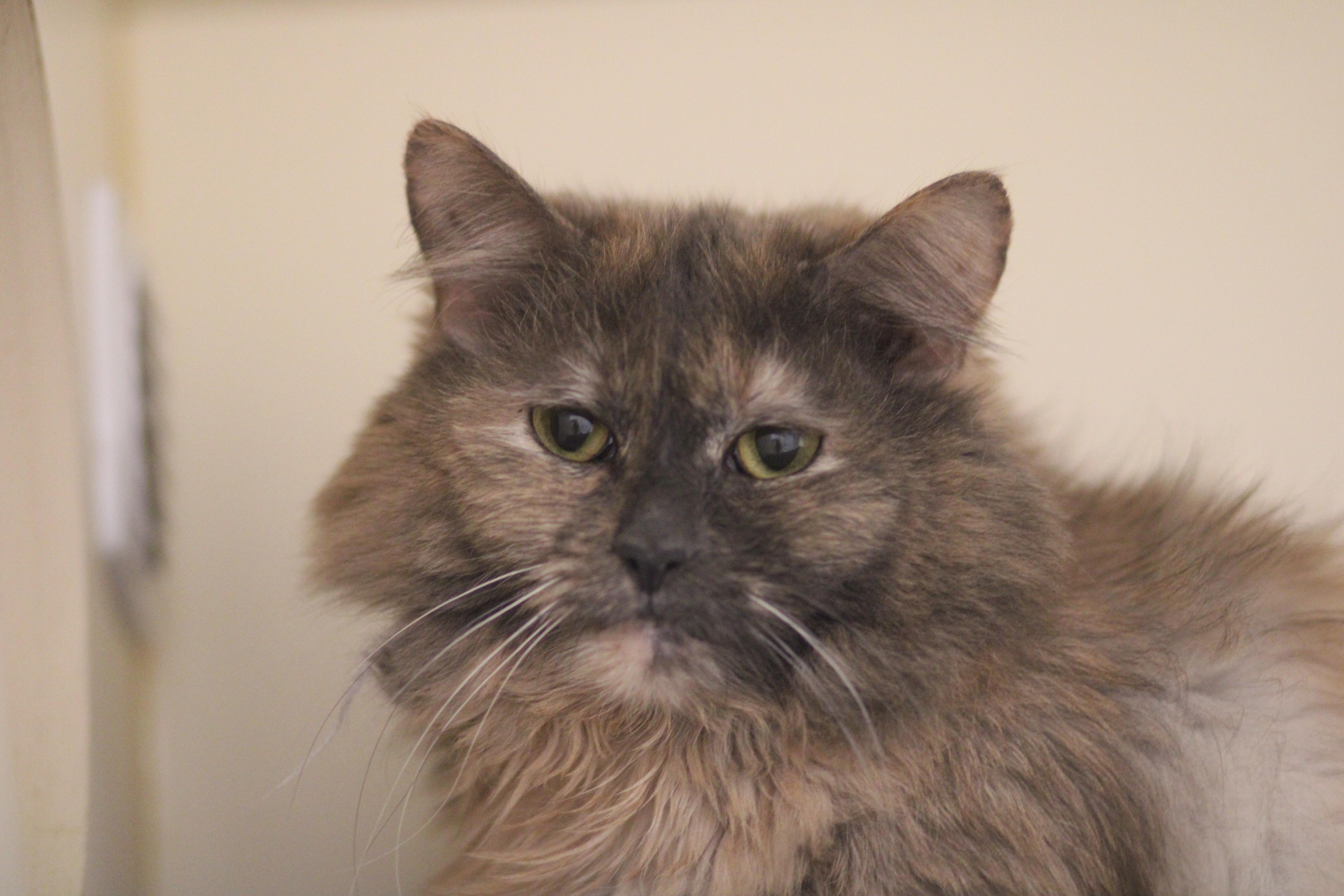 Cindy, ADOPTABLE, Senior Female Domestic Medium Hair.