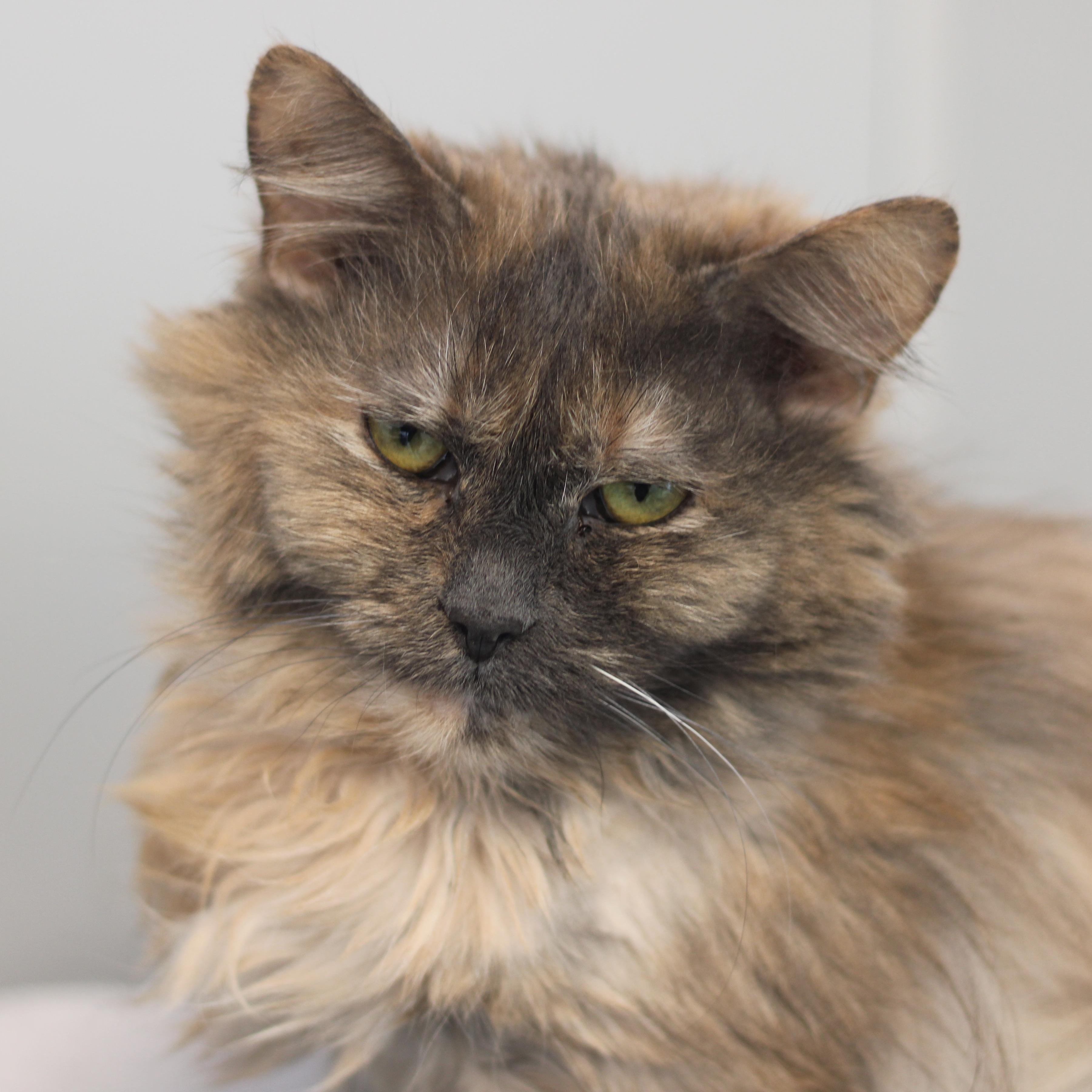 Enlarge Cindy, a ADOPTABLE Domestic Medium Hair in Cooperstown, NY image 1/4