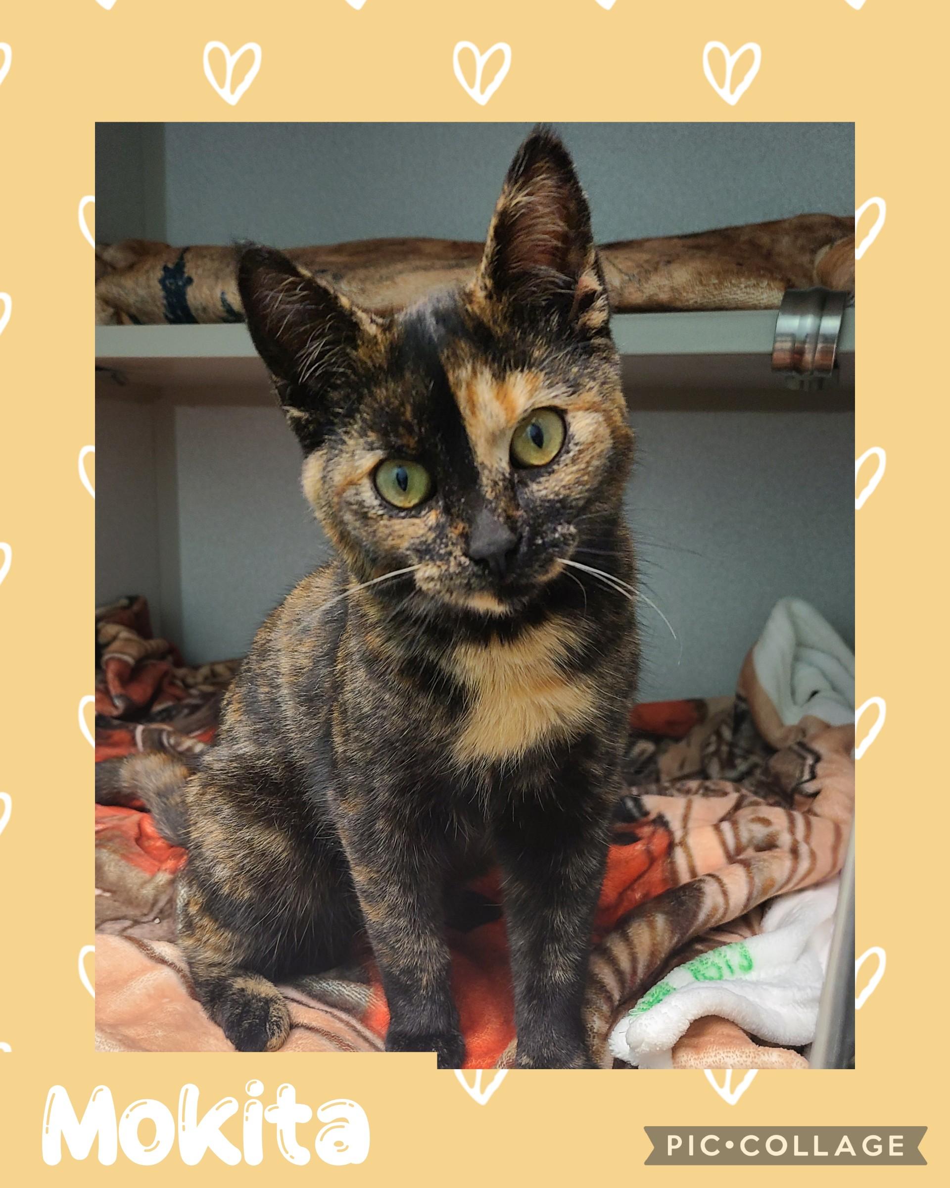 Enlarge Mokita, a ADOPTABLE Tortoiseshell in Iron River, MI image 1/1