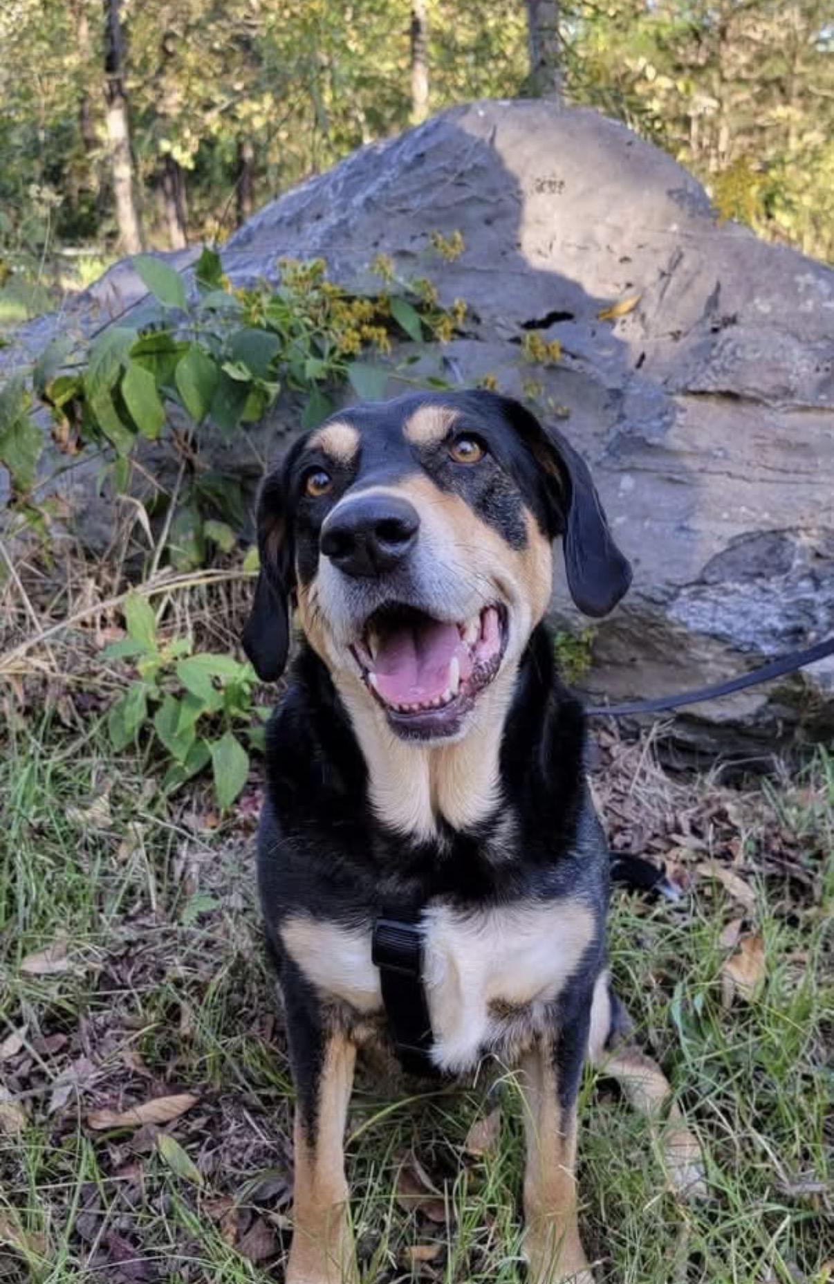 Enlarge Willie low fee, a Adoptable mixed breed in Brattleboro , VT image 6/6