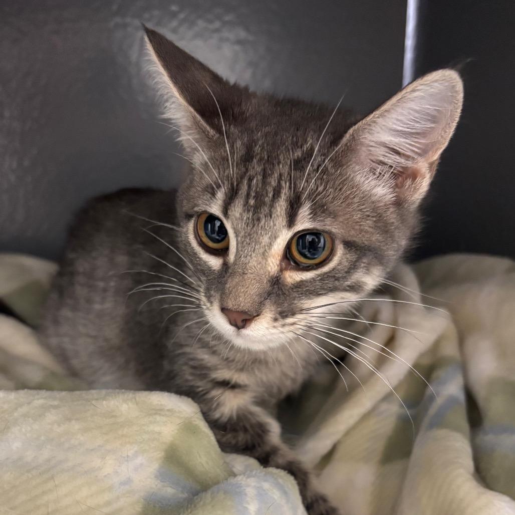 Enlarge Isabelle, a Adoptable Domestic Short Hair in Houston, TX image 1/1