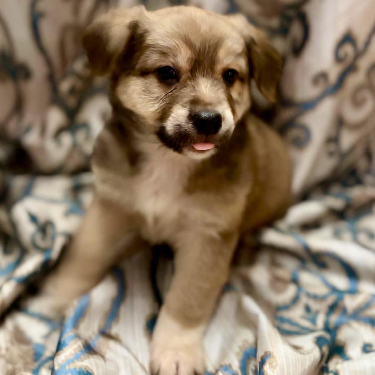 Reef, a ADOPTABLE mixed breed in Pelham, NH image 4/6