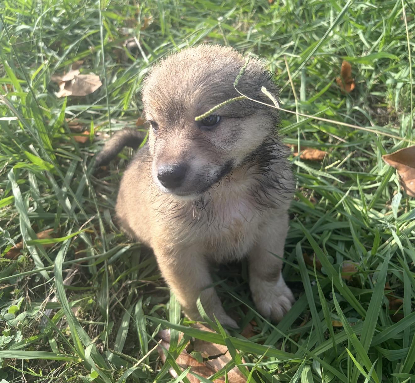 Reef, a ADOPTABLE mixed breed in Pelham, NH image 6/6