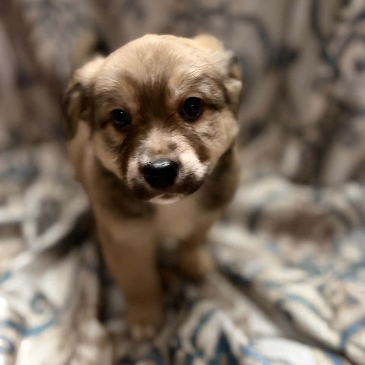 Reef, a ADOPTABLE mixed breed in Pelham, NH image 2/6