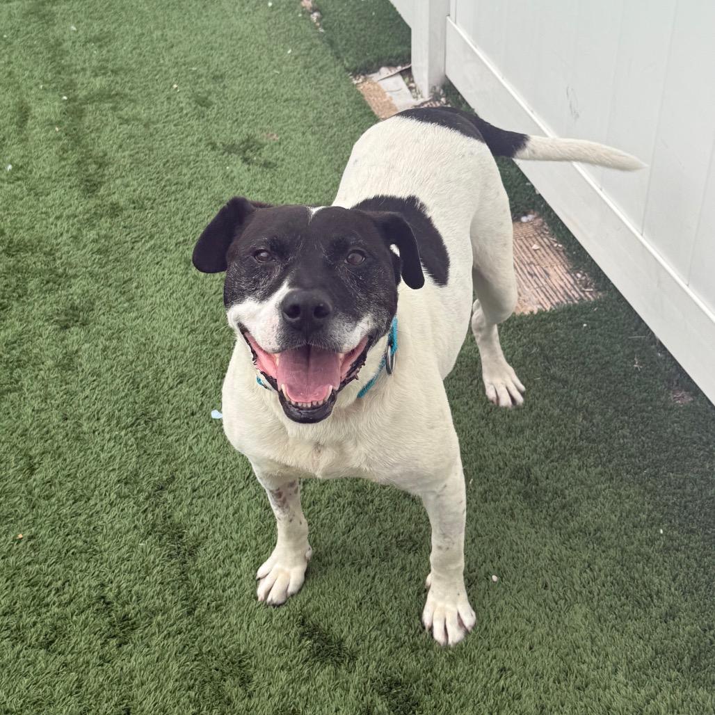 Petey - In Foster to Adopt, a Adoptable Mixed Breed in Naperville, IL image 1/6