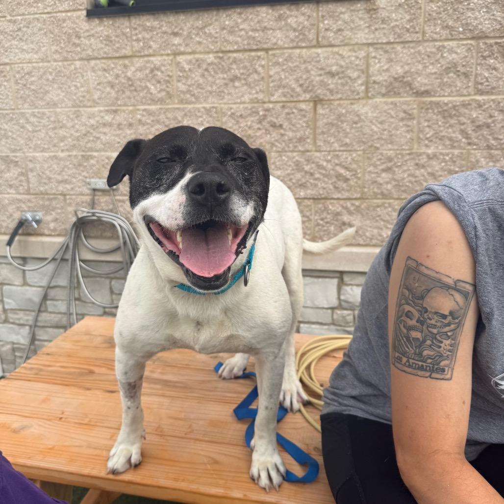 Petey - In Foster to Adopt, a Adoptable Mixed Breed in Naperville, IL image 2/6