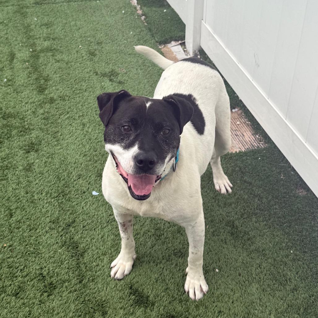 Petey - In Foster to Adopt, a Adoptable Mixed Breed in Naperville, IL image 3/6