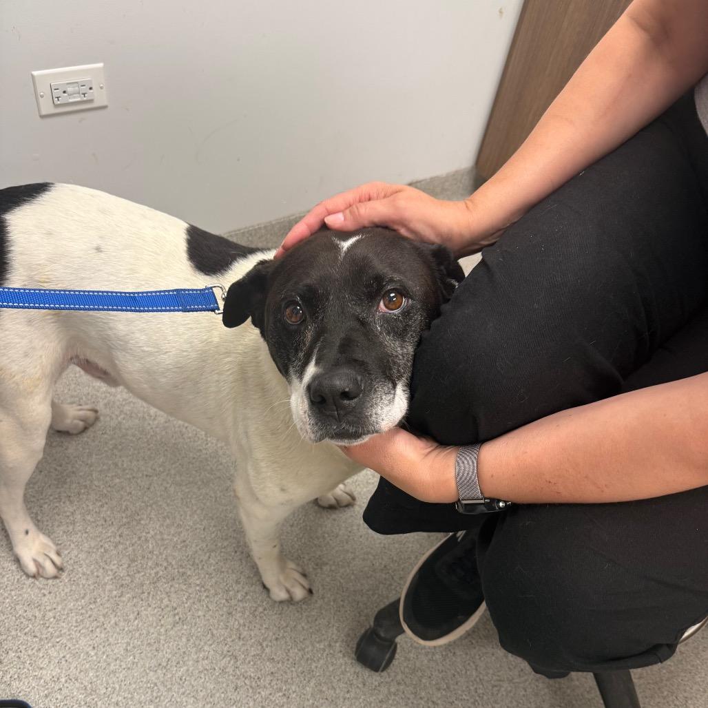 Petey - In Foster to Adopt, a Adoptable Mixed Breed in Naperville, IL image 4/6