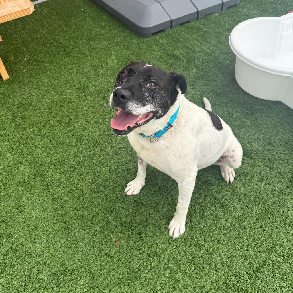 Petey - In Foster to Adopt, a Adoptable Mixed Breed in Naperville, IL image 5/6