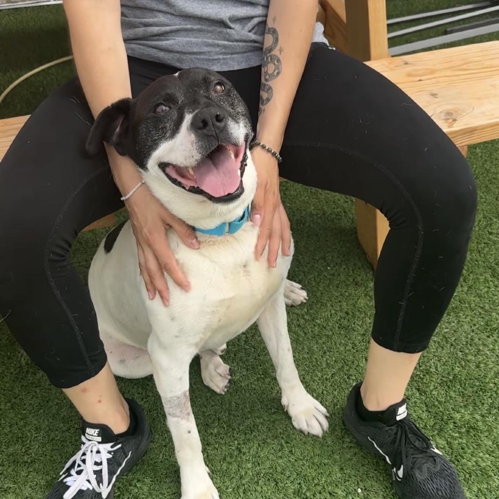 Petey - In Foster to Adopt, a Adoptable Mixed Breed in Naperville, IL image 6/6