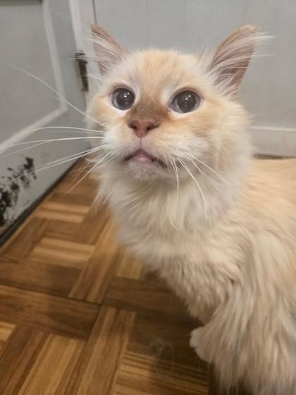 Enlarge Buttercup, a ADOPTABLE Domestic Long Hair in Plano, TX image 2/3