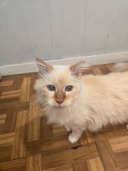 Enlarge Buttercup, a ADOPTABLE Domestic Long Hair in Plano, TX image 3/3