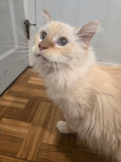 Enlarge Buttercup, a ADOPTABLE Domestic Long Hair in Plano, TX image 1/3