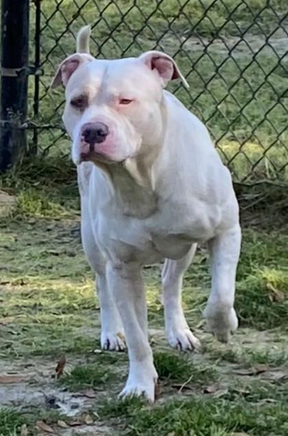 Goose, Adoptable, Adult Male American Bulldog & Mixed Breed.