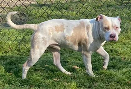 Enlarge Goose, a Adoptable mixed breed in Conway, SC image 2/3