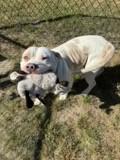 Enlarge Goose, a Adoptable mixed breed in Conway, SC image 1/3