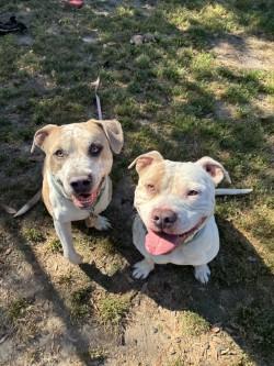 Enlarge Goose, a Adoptable mixed breed in Conway, SC image 2/3