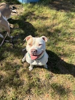 Enlarge Goose, a Adoptable mixed breed in Conway, SC image 3/3