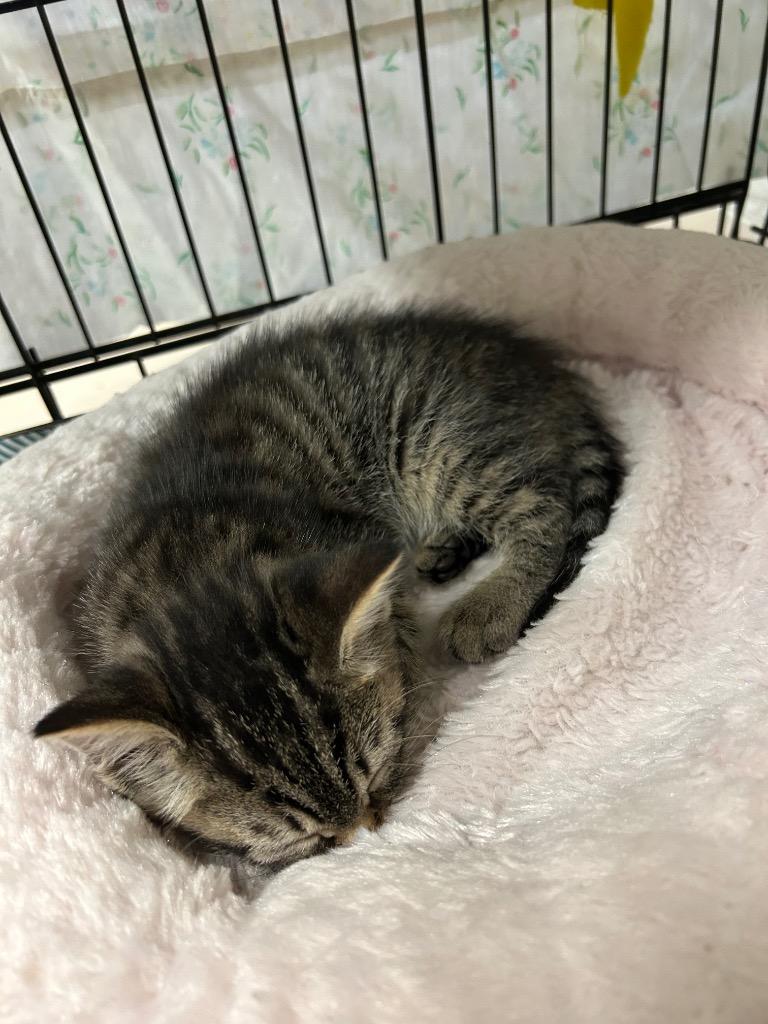Hickory, Adoptable, Kitten Female Domestic Short Hair.