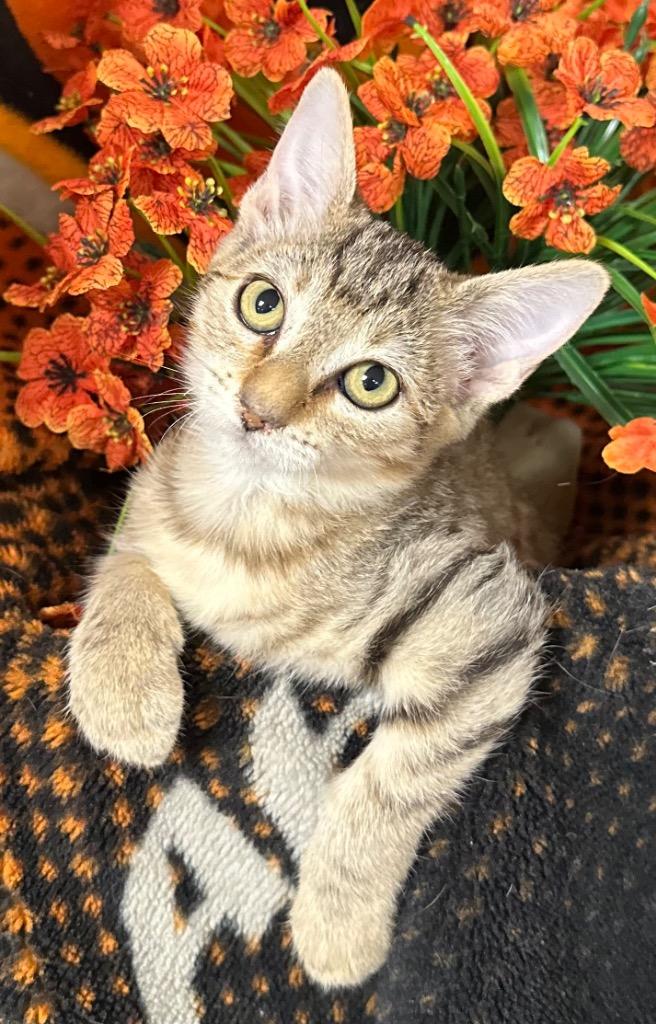 Enlarge 7/27/26 Tin Man, a Adoptable mixed breed in Stillwater, OK image 1/1